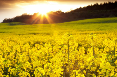 菜籽榨油機(jī)(圖1) 菜籽榨油機(jī)(圖1)